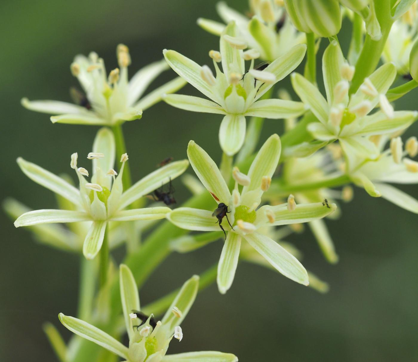 Bath Asparagus flower